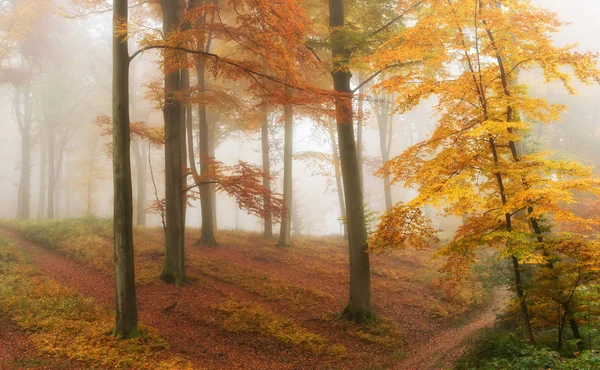 Herbstlich schöner Wald — Stockfoto