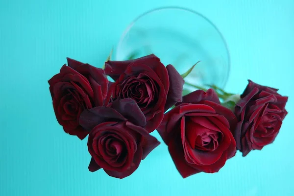 Red roses on green background. top view — Stock Photo, Image