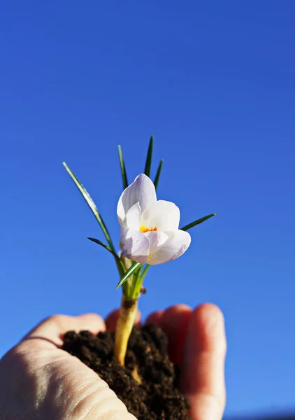 Young first spring flower in hand on blue sky background. Holiday Earth day concept