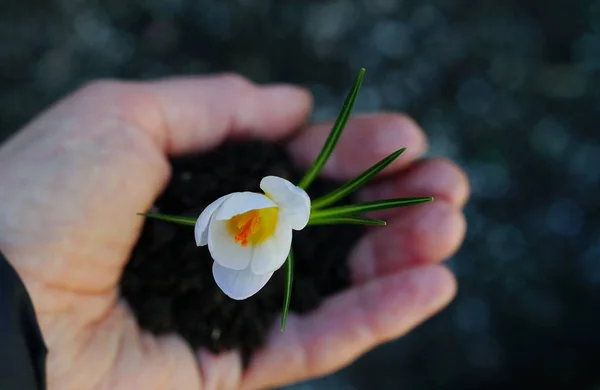 Young first spring flower in hand on the background of the earth . Holiday Earth day concept