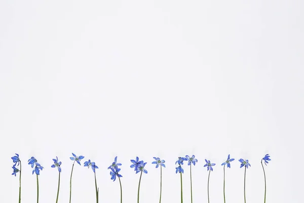 Fiori blu su sfondo bianco.vista dall'alto. donna, festa della madre.abstract.copy spazio — Foto Stock