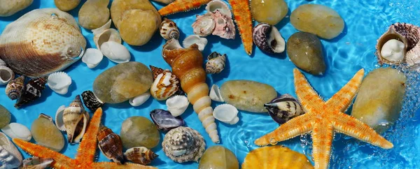 Kék háttér seashells. Nyári szünetben pihenhet háttér — Stock Fotó