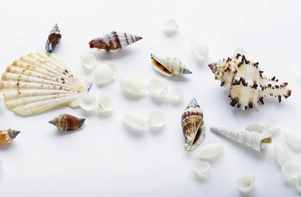 Tengeri kagylók fehér háttér — Stock Fotó