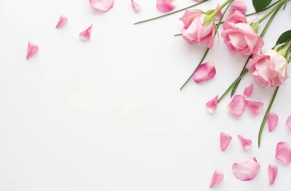 Pale pink roses and petals — Stock Photo, Image