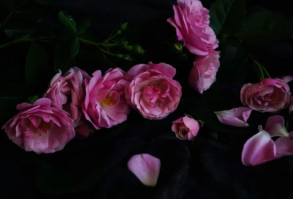 Różowe róże w ciemności — Zdjęcie stockowe