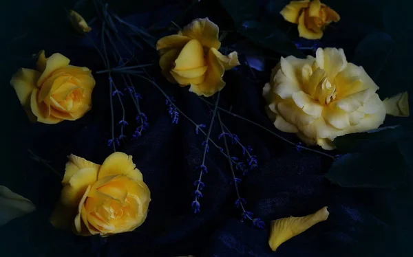 Rosas amarillas sobre un fondo oscuro, vista superior — Foto de Stock