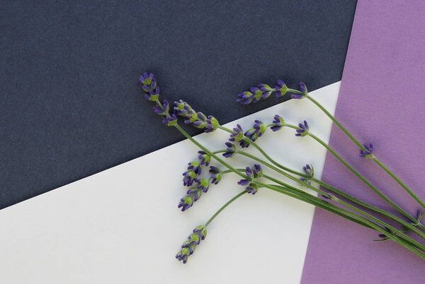 Lavender flowers on colorful background