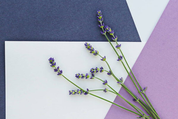 Lavender flowers on colorful background