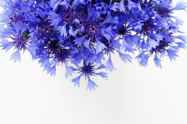 Beyaz arka planda buket mavi çiçekler cornflowers. üst görünüm. kopyalama alanı