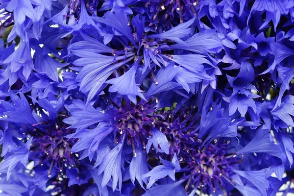 Chabry kwiaty niebieski tło — Zdjęcie stockowe