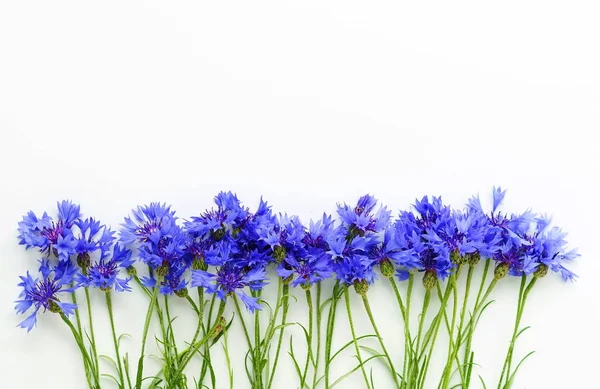 Букет голубых цветов васильков на белом фоне. вид сверху. копировальное пространство — стоковое фото