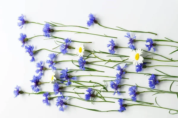 Kék virágok cornflowers minta fehér háttérrel. felülnézet. — Stock Fotó