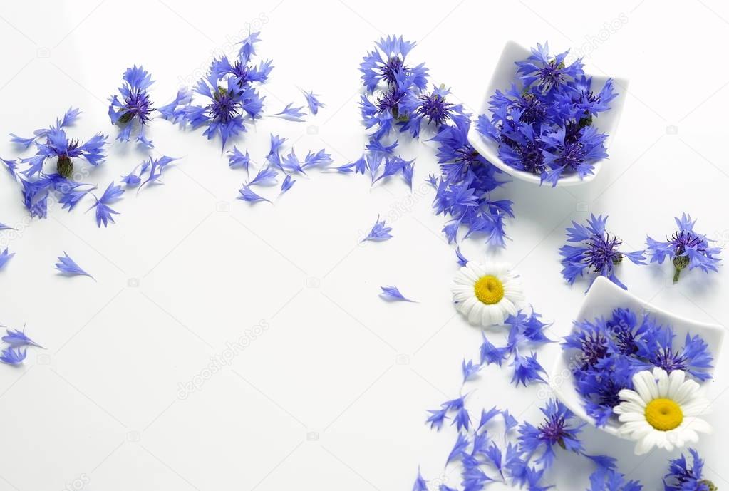 blue flowers cornflowers pattern on white background. top view. copy space