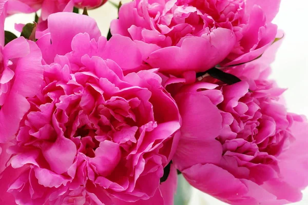 Buquê de peônias rosa — Fotografia de Stock