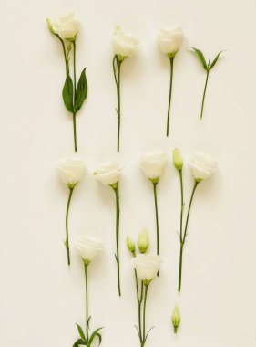 Beyaz arkaplanda güzel beyaz çiçekler