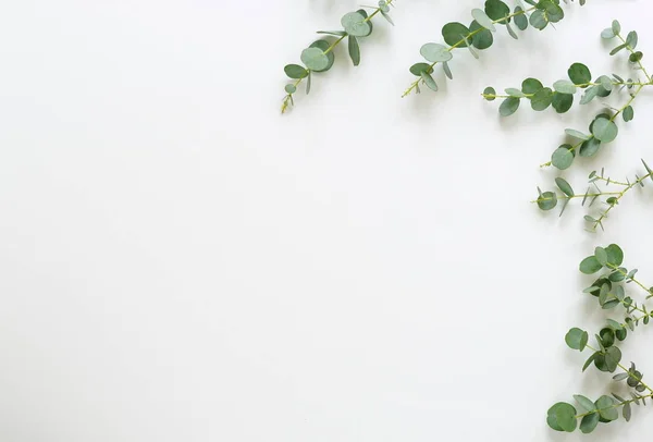 Frame made of eucalyptus branches — Stock Photo, Image