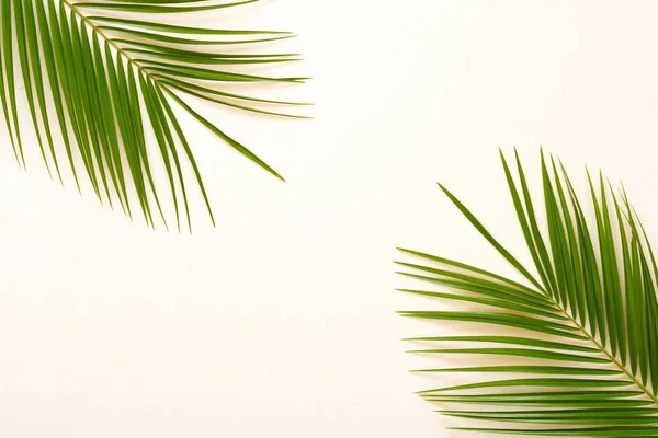 Palmy na białym tle — Zdjęcie stockowe