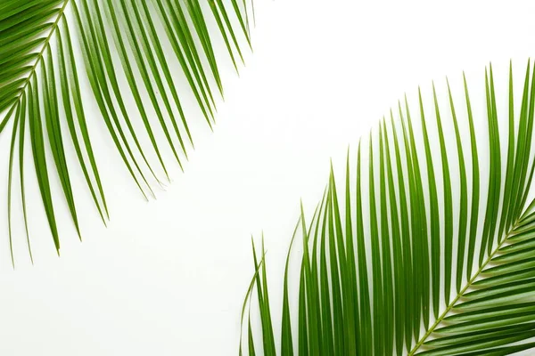 Palmzweige auf weißem Hintergrund — Stockfoto