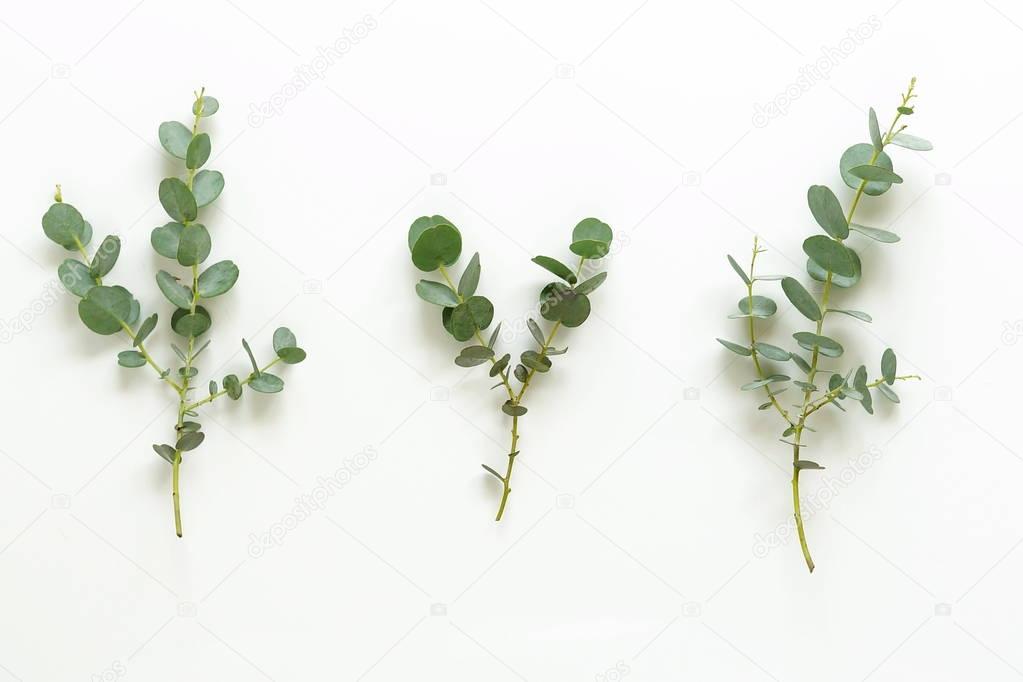 Floral layout made of eucalyptus branches 