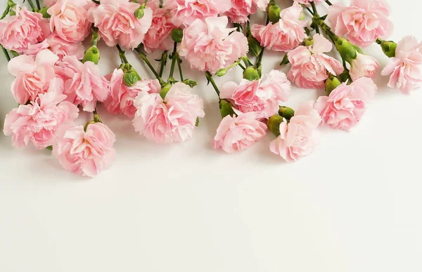 Frame from pink Carnation flowers on white background. copy space — Stock Photo, Image