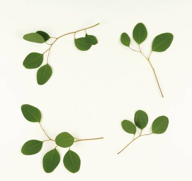 Yeşil okaliptüs dalları 