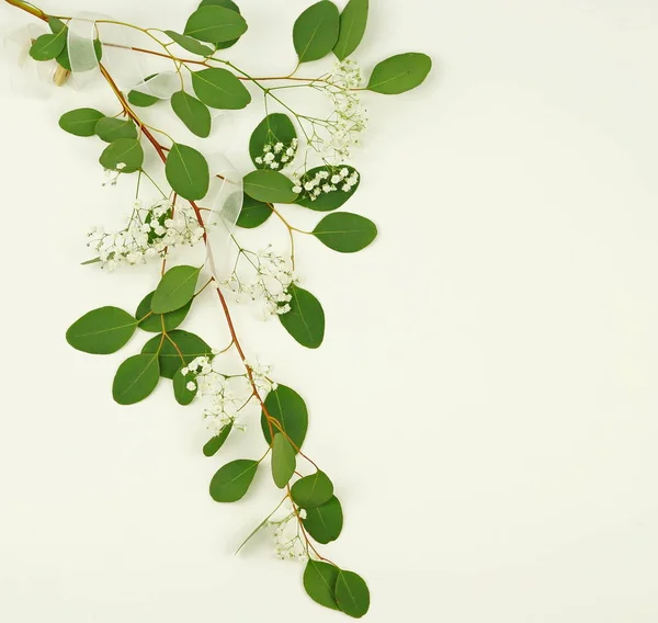 Zielony eukaliptusa gałąź z kwiatami — Zdjęcie stockowe