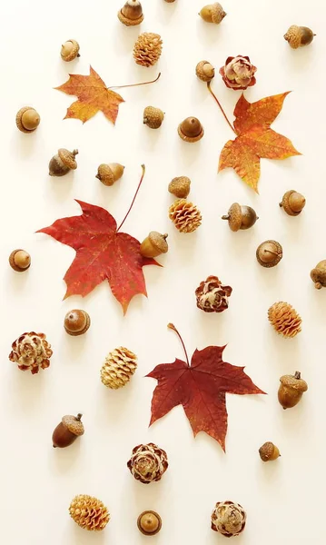 Sonbahar yaprakları ve meşe palamutları sonbahar kompozisyon