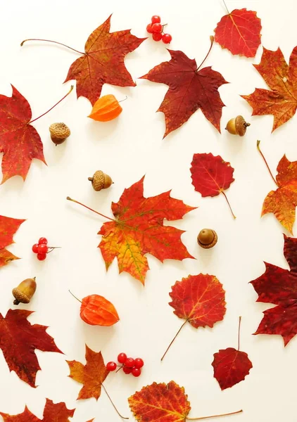 Sonbahar yaprakları ve meşe palamutları sonbahar kompozisyon