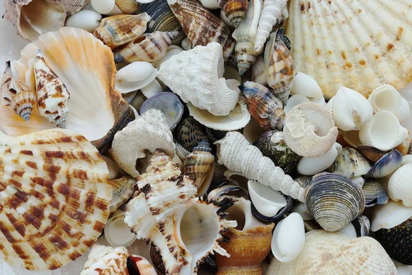 Különböző tengeri kagylókból, mint háttér — Stock Fotó