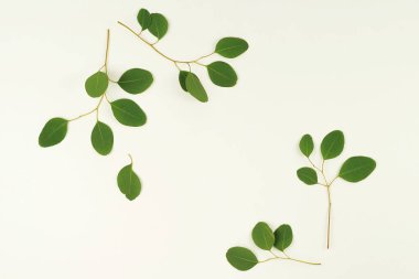 Yeşil okaliptüs dalları 