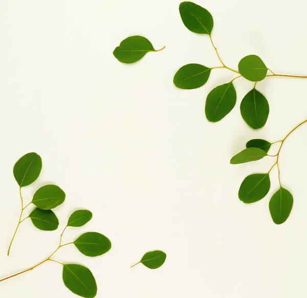 Green eucalyptus branches — Stock Photo, Image