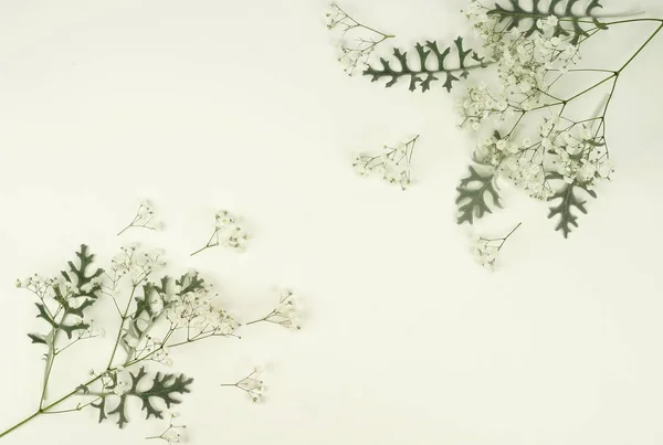 Patrón de hojas verdes y flores de gypsophila — Foto de Stock