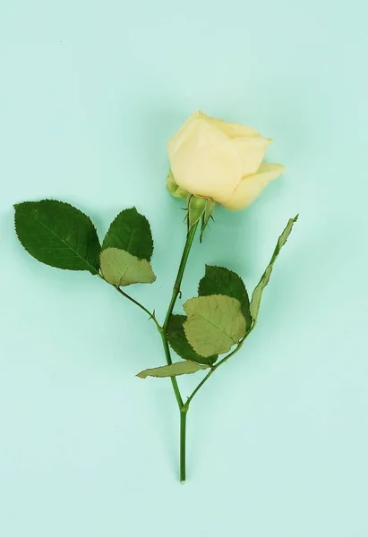 Belle rose jaune — Photo