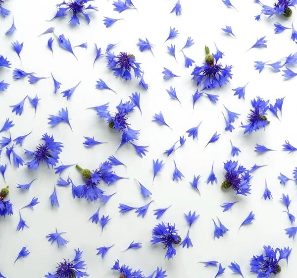 Blauwe Bloemen Korenbloemen Bloemblaadjes Patroon Witte Achtergrond — Stockfoto
