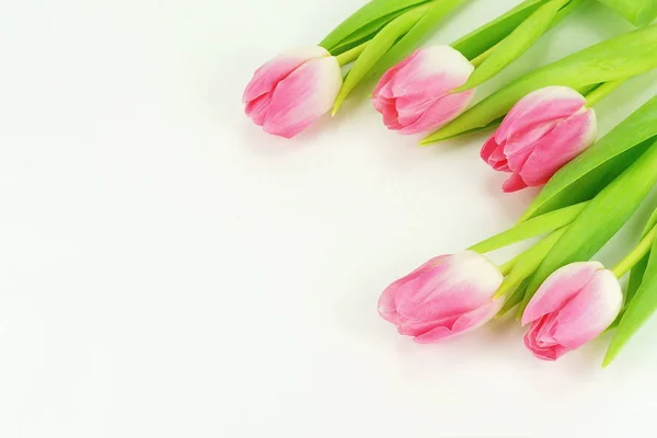 Bouquet Une Belle Tulipe Rose Sur Fond Blanc Vue Dessus — Photo