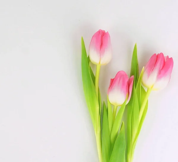 Ramo Hermosos Tulipanes Rosados Sobre Fondo Blanco Vista Superior Copiar —  Fotos de Stock