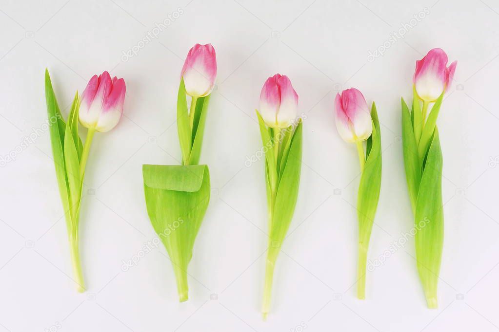 Abstract of a beautiful pink tulips on a white background .top view.  Holiday background