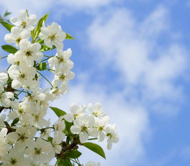 Mavi gökyüzü arka plan bahar beyaz kiraz ağacı çiçek
