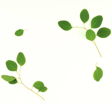 Yeşil okaliptüs dallarda beyaz bir background.abstract. En iyi view.copy alanı