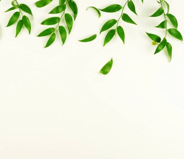 Beyaz bir background.abstract yeşil dallarda. En iyi view.copy alanı