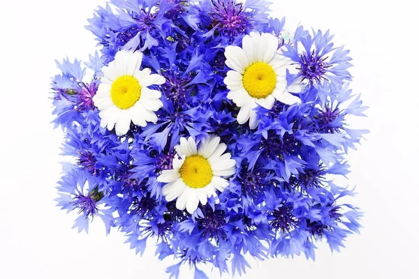 Романтичний Букет Синіх Квітів Кукурудзяних Квітів Ромашок Білому Тлі Вид — стокове фото