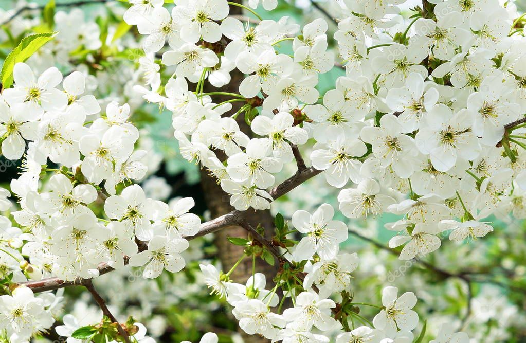 White Cherry Tree Flower Background Spring — Stock Photo © Si-27star ...