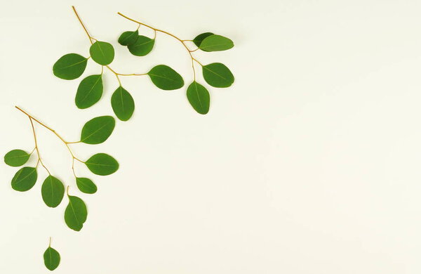 green eucalyptus branches on a white background.abstract. top view