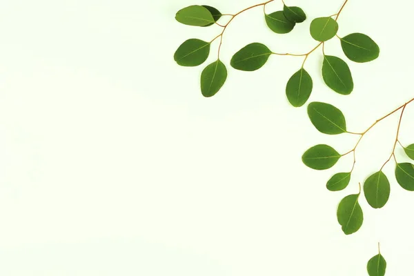 Green Eucalyptus Branches White Background Abstract Top View — Stock Photo, Image