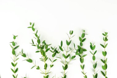 Yeşil okaliptüs çerçevesinde aşağıdan beyaz bir arka plan üzerinde dalları. Üstten Görünüm. kopya alanı