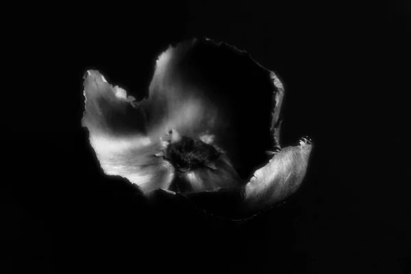 Abstract Composition Dry Flower Close Black Background Black White Low — Stock Photo, Image