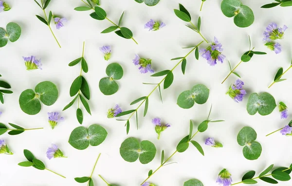 Eukaliptusz Zöld Ágak Levelek Lila Virágok Fehér Háttér Mintázat Szemközti — Stock Fotó
