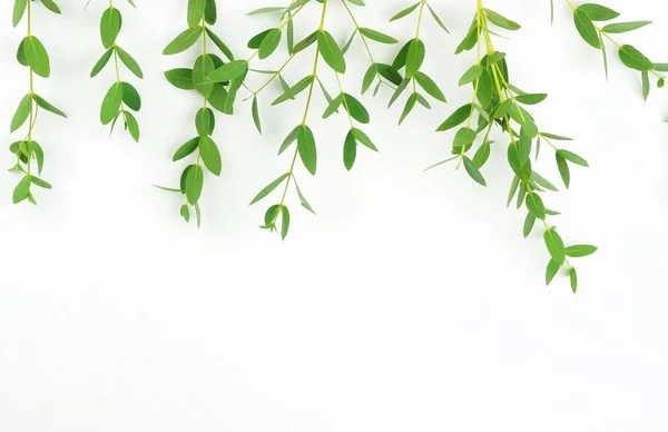 Frame Green Eucalyptus Branches White Background Top View Copy Space — Stock Photo, Image
