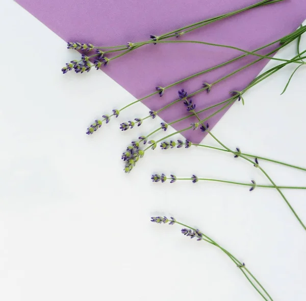 Цветочная Абстрактная Композиция Лаванды Бежевом Фиолетовом Фоне Концепция Праздника Принято — стоковое фото