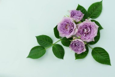 Çiçekler arka plan. Nane renk arka plan üzerinde güzel Mor gül. Kopya alanı